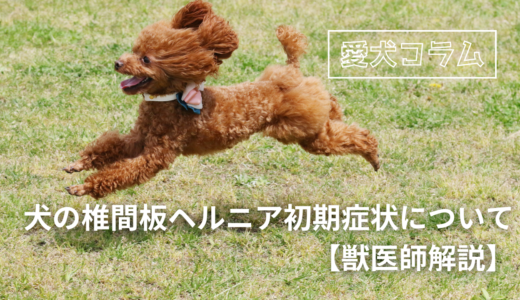 犬の椎間板ヘルニア初期症状について【獣医師解説】